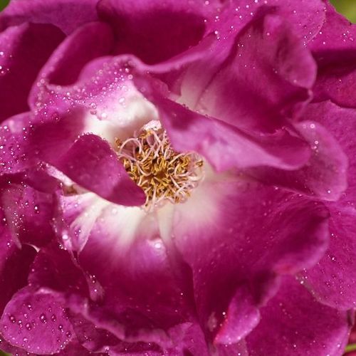 Lila - Rózsa - Rosengarten Zweibrücken - Online rózsa vásárlás